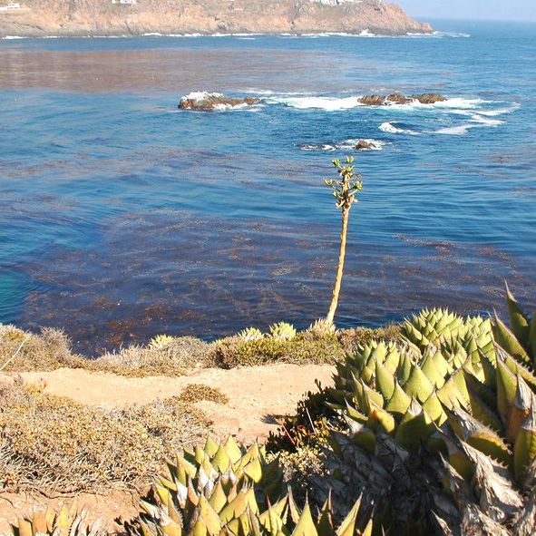 Visitar Puertecitos – PUERTECITOS, PLAYAS